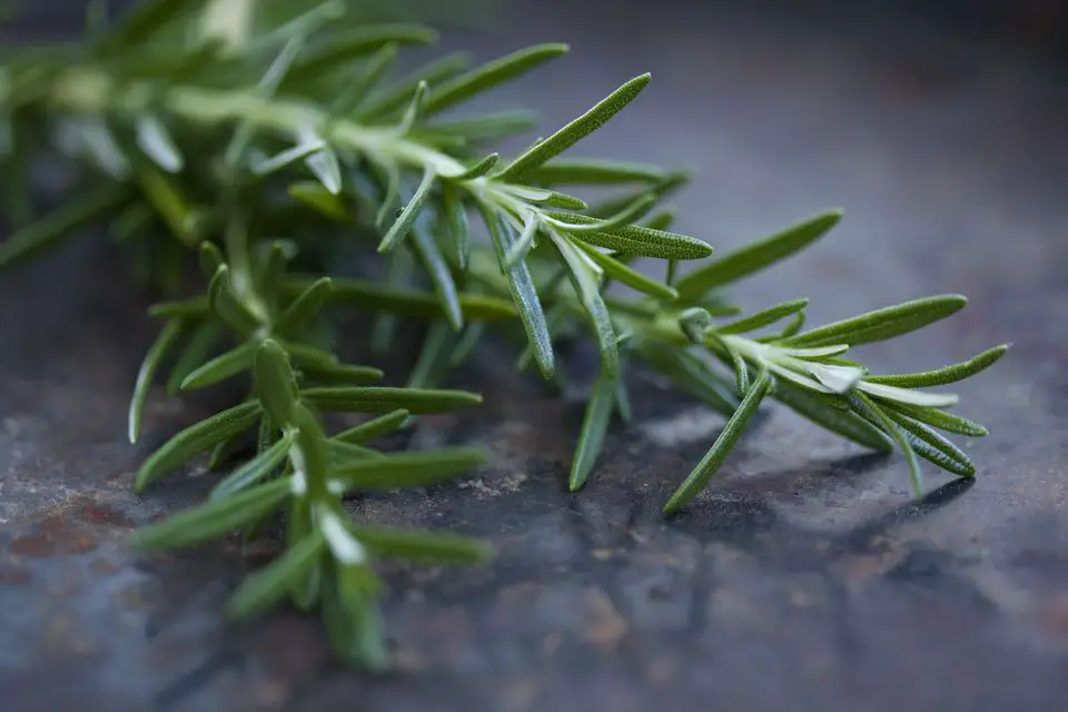 rosemary-spice