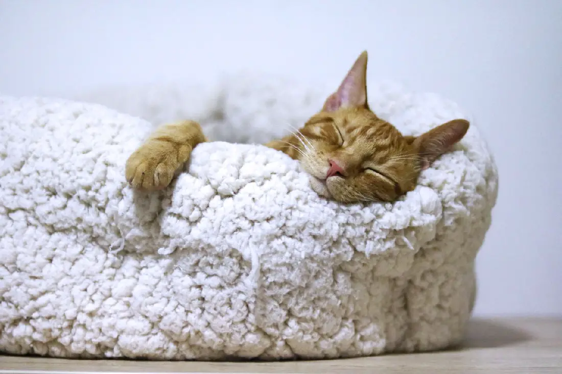 sleep-cat-orange