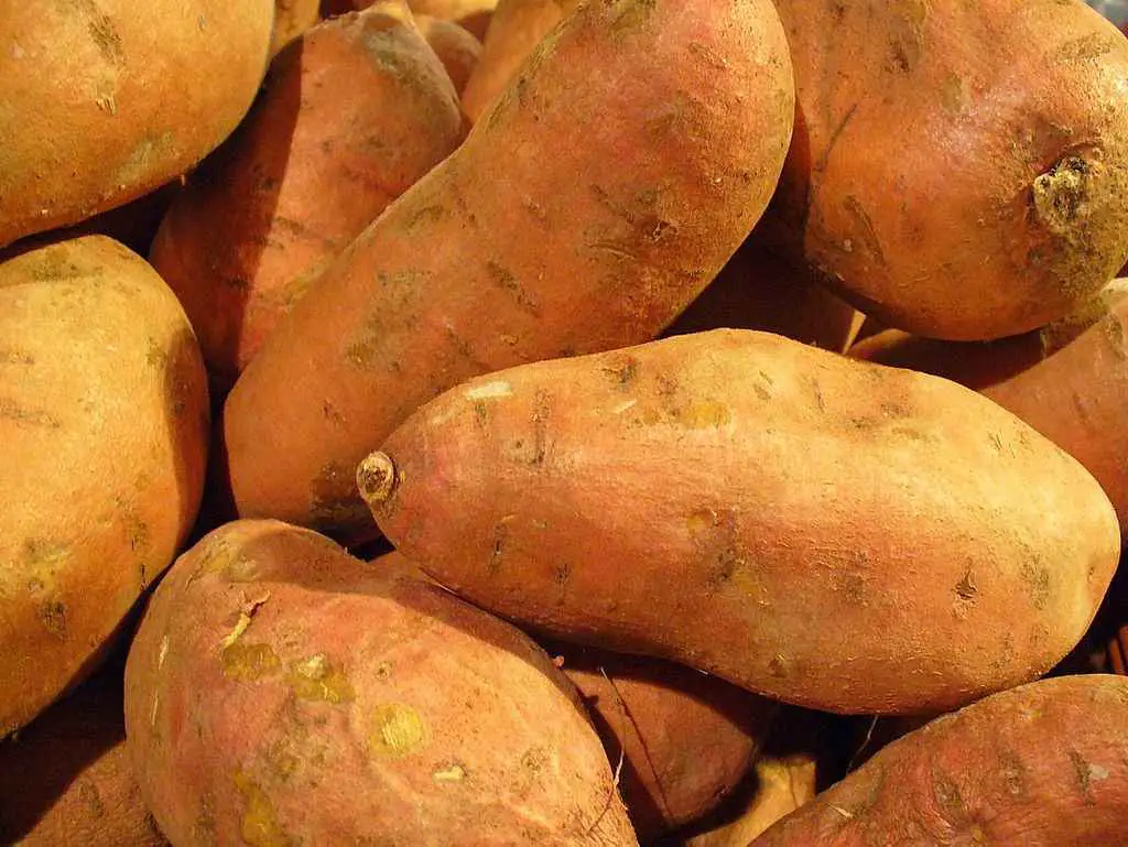 sweet potato