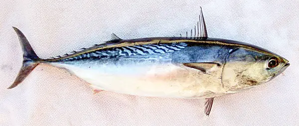 tuna fish