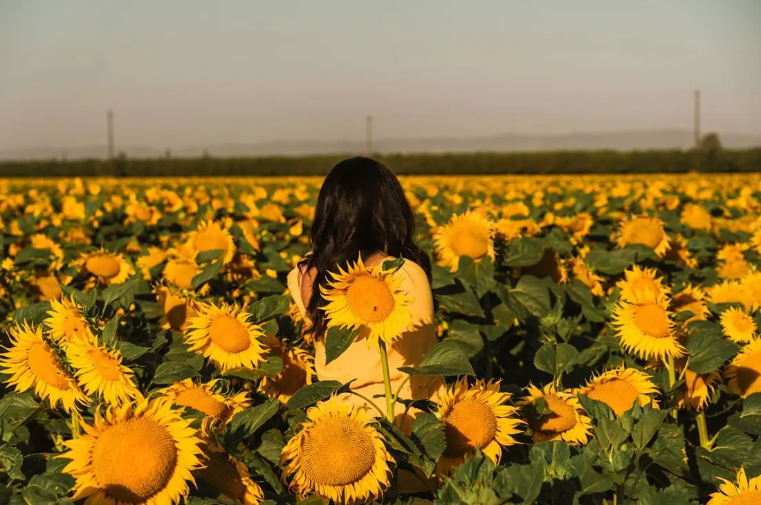 woodland-sunflower-fields